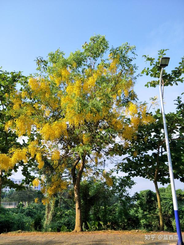 Cassia Cassia英文名字的意思 Cassia中文是什么意思