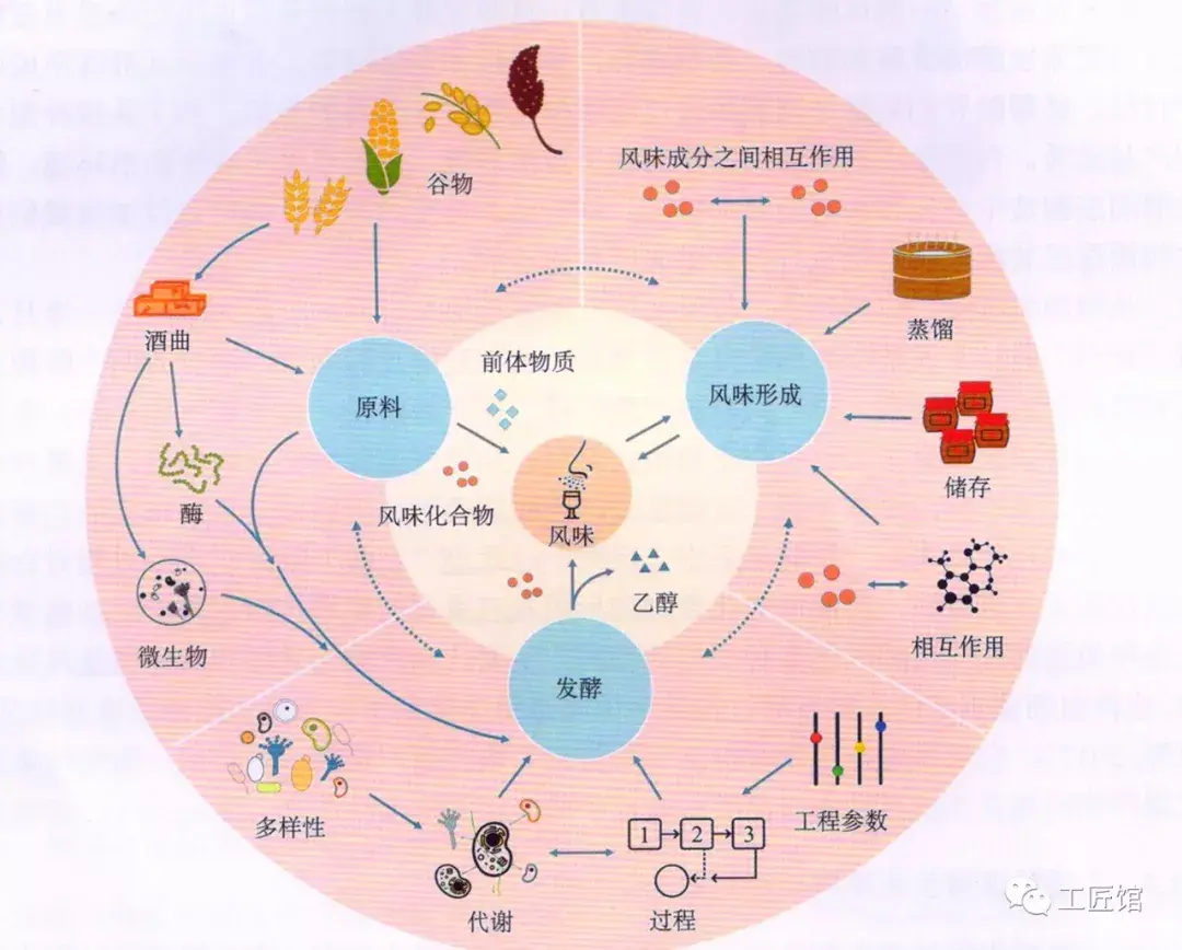可怕你喝下去的每一杯白酒中都有上千种微生物代谢产物