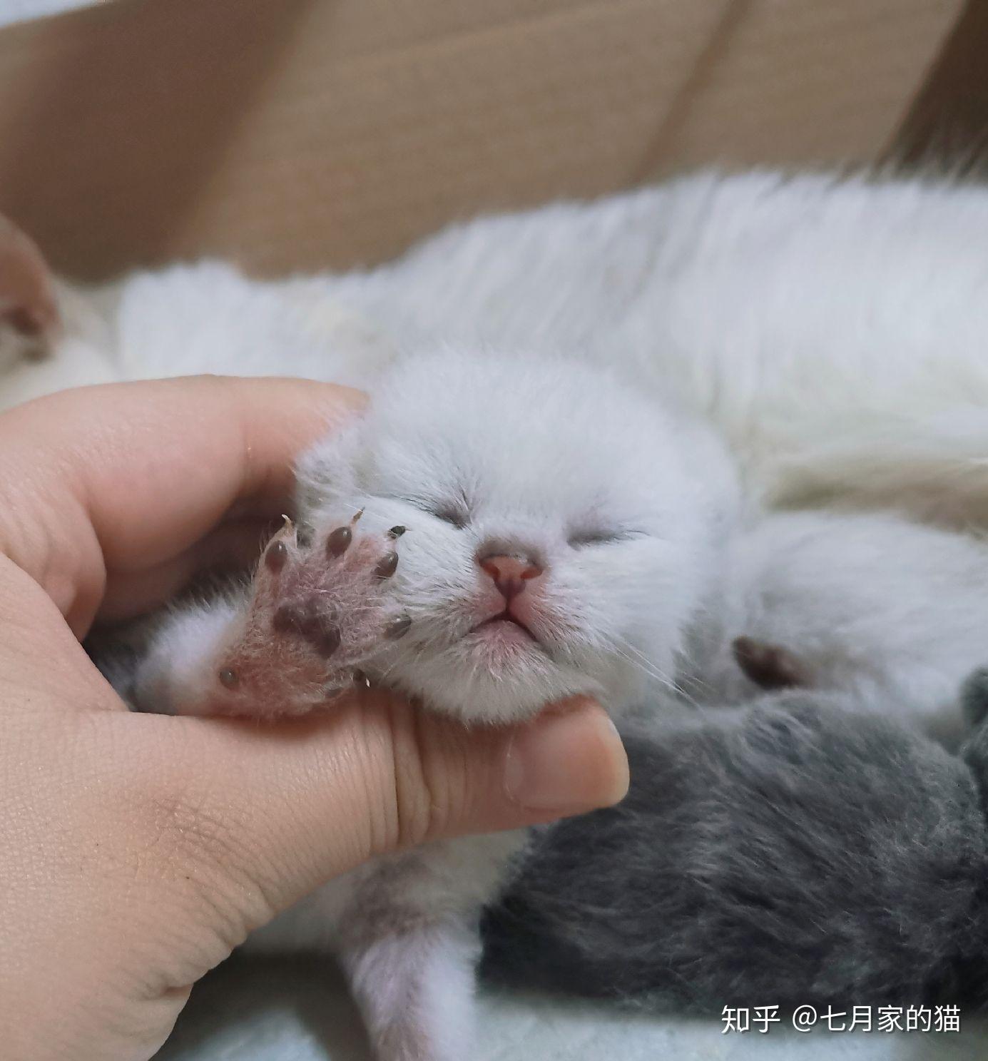 银渐层小时候是真可爱啊