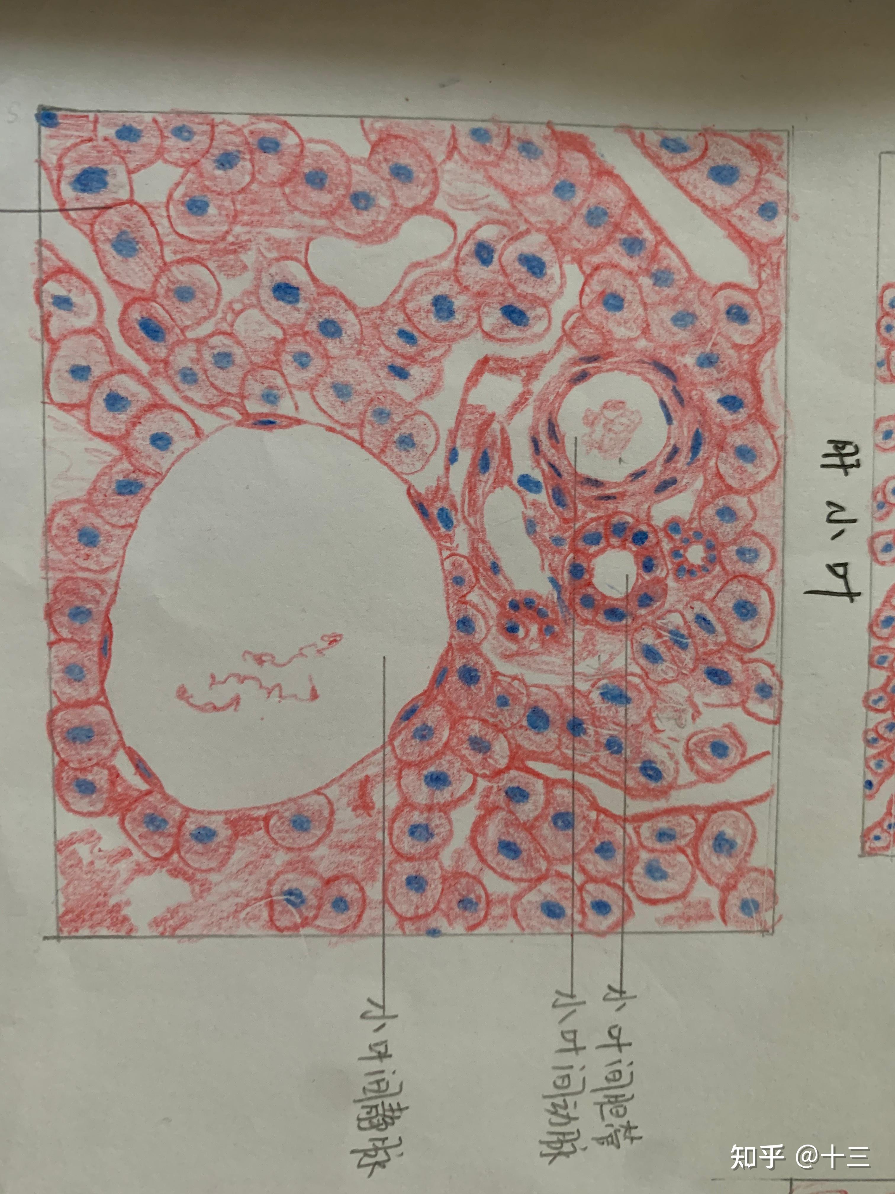 组胚实验红蓝铅笔手绘图 