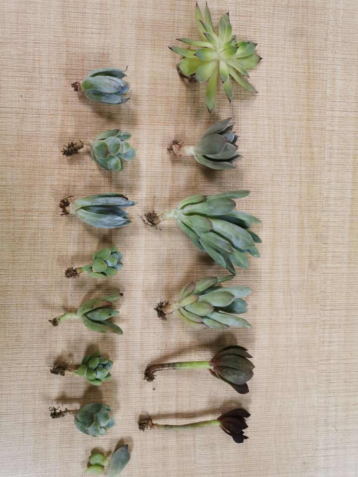 首先要强调的是,这不是一篇科普文,嘿嘿.7 人赞同了该文章67菟丝花