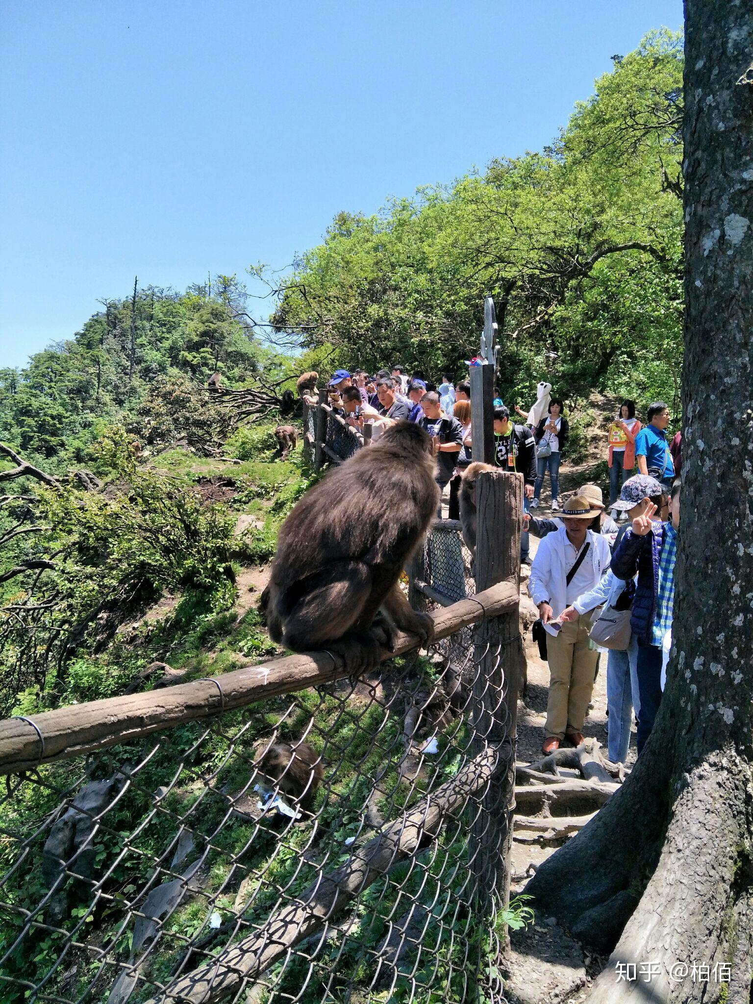 峨眉山猴子它沒惹你你就別去招它