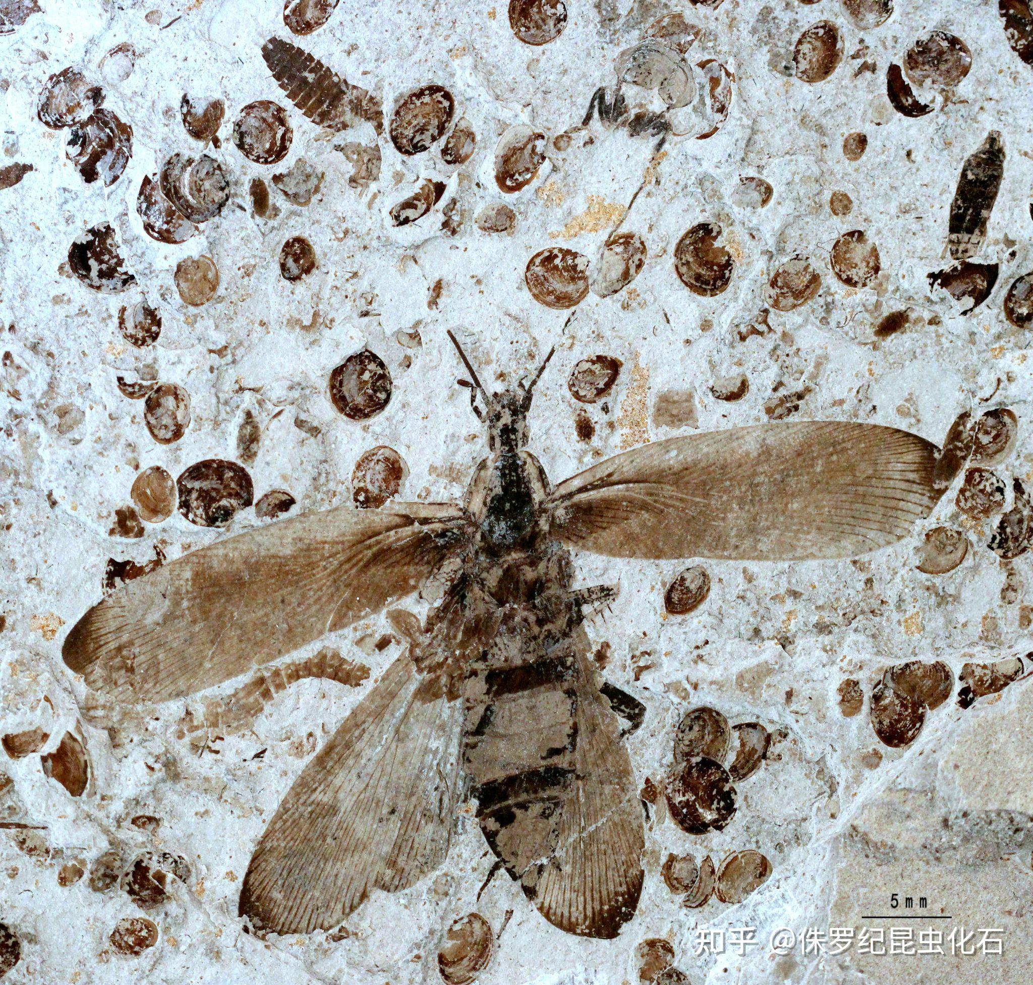 修复,科普展示,地质旅游 科普知识昆虫化石二之蟑螂目 远古 蟑螂化石