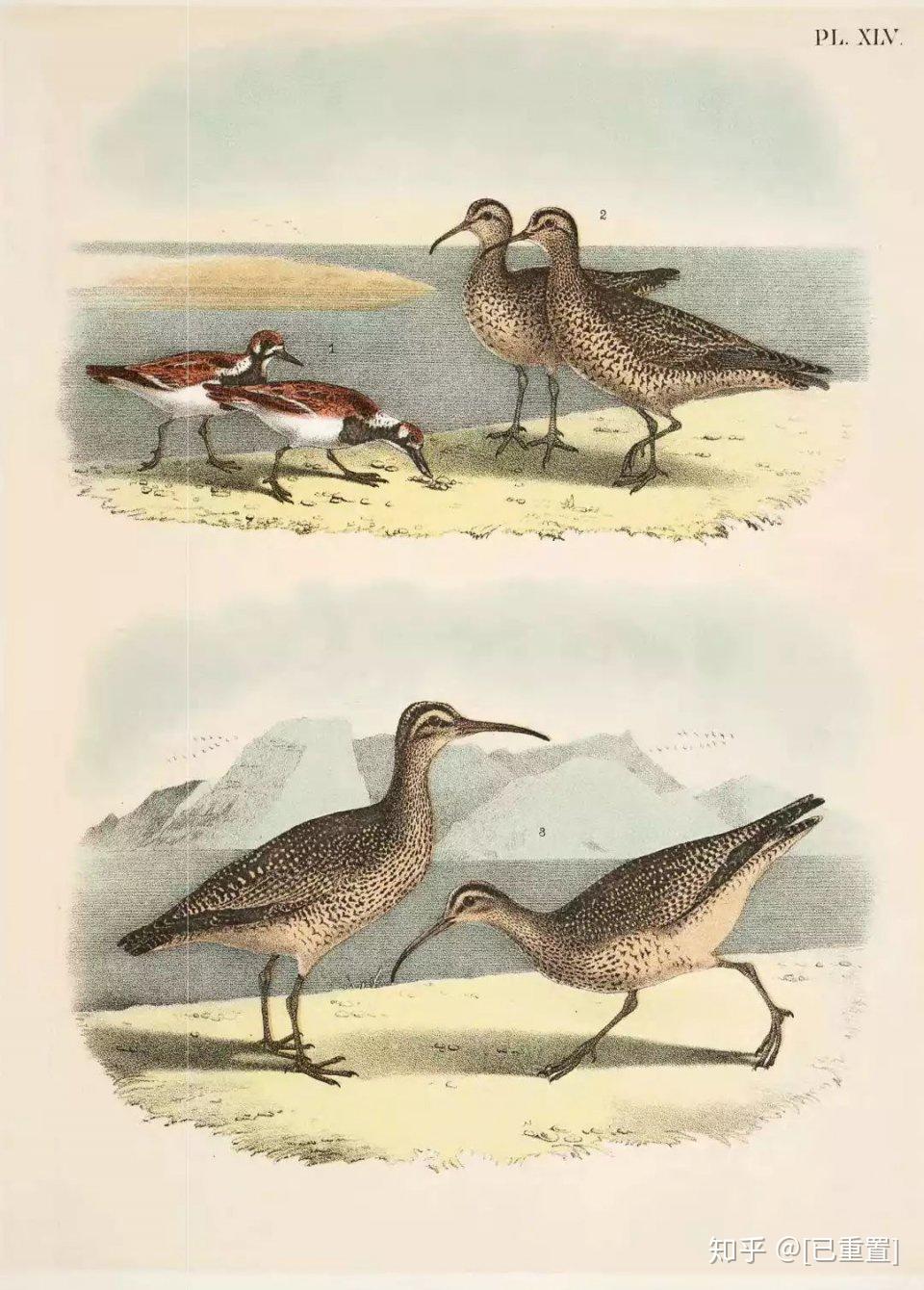 北美鸟类彩色版画集这是我看过最全的鸟类图谱了