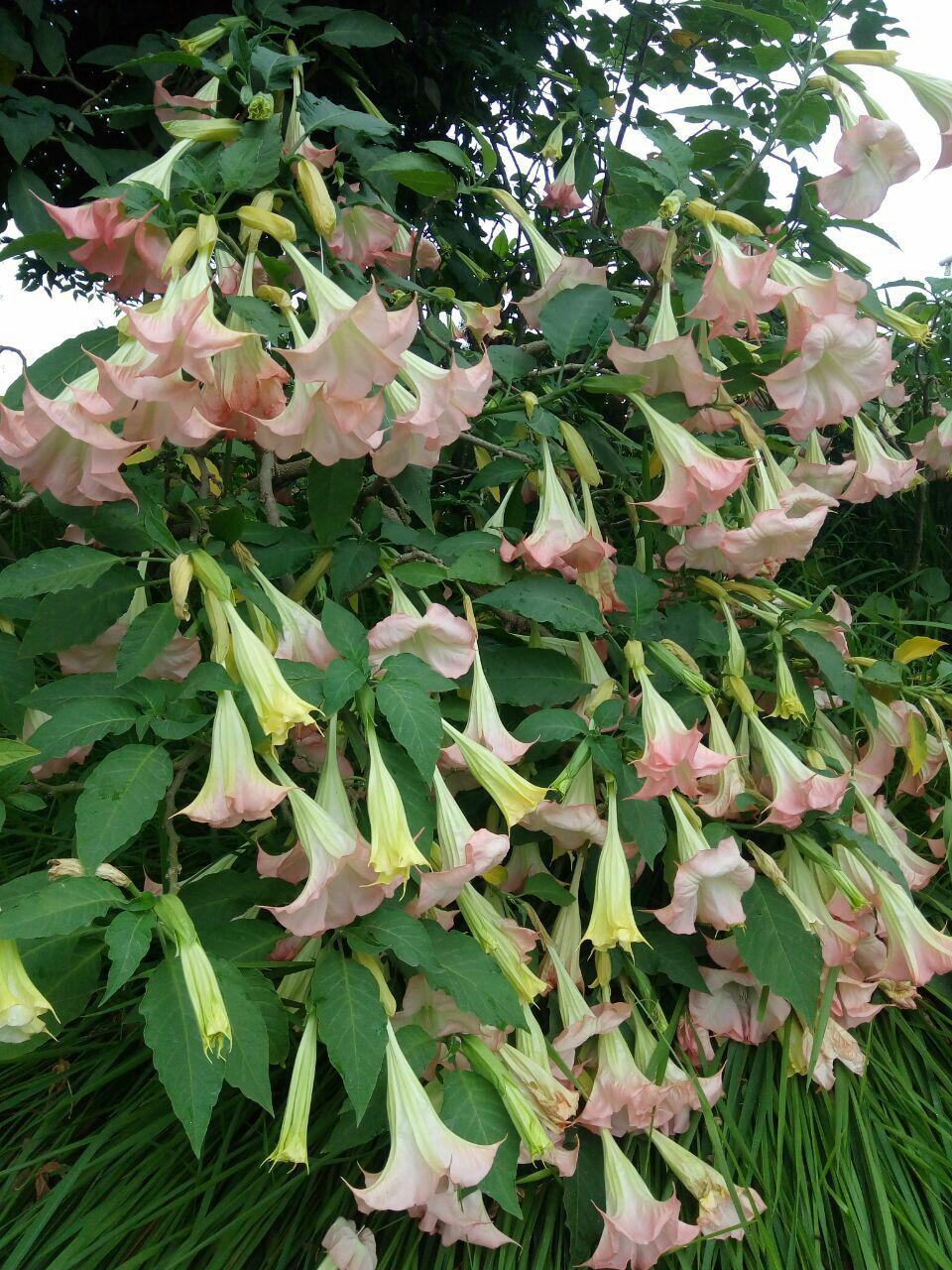 有谁知道它的名字