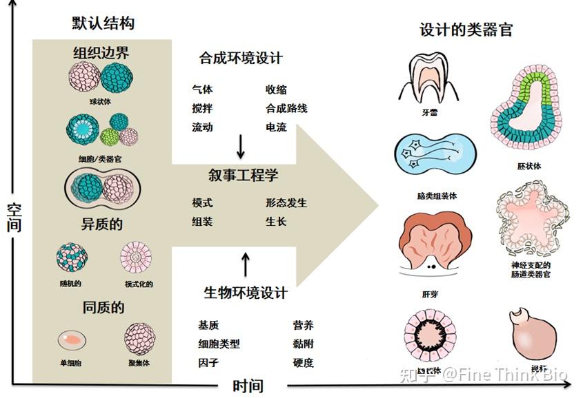 【深度】到瓶颈了?类器官还能怎么“破局”,生物材料来答题 |【梵•趋势】类器官篇 中 - 知乎