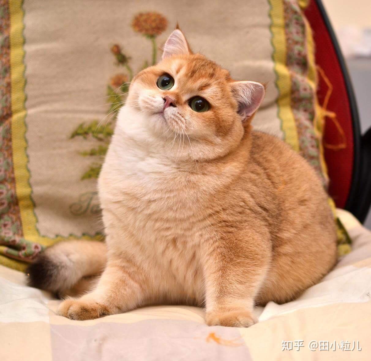 金渐层稀有色巧克力butter君