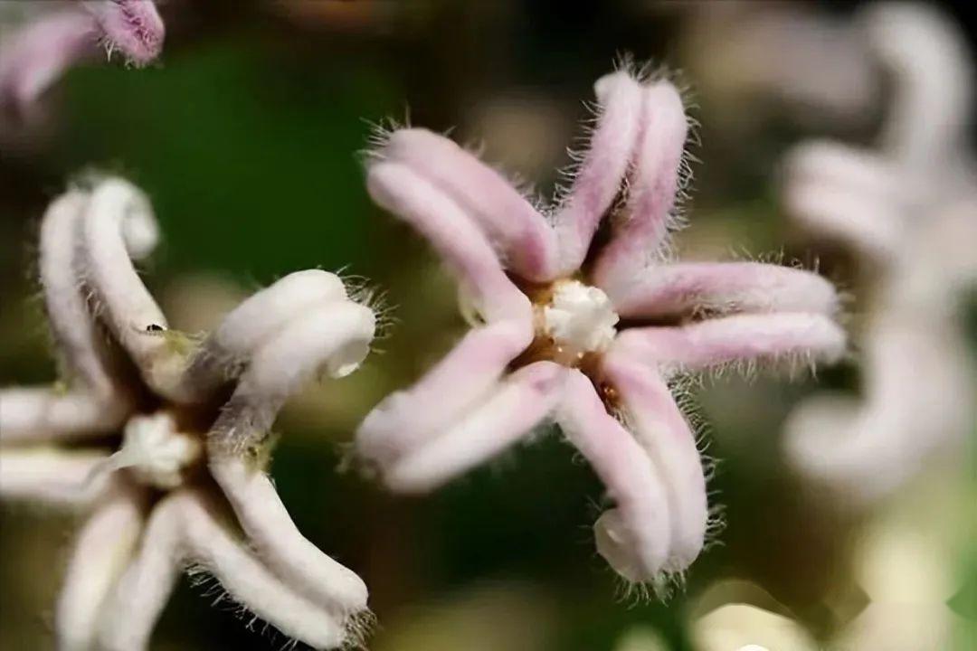 诗经里上演美好童年的一幅画！走进千年诗经，探寻《芄兰》情趣! - 知乎