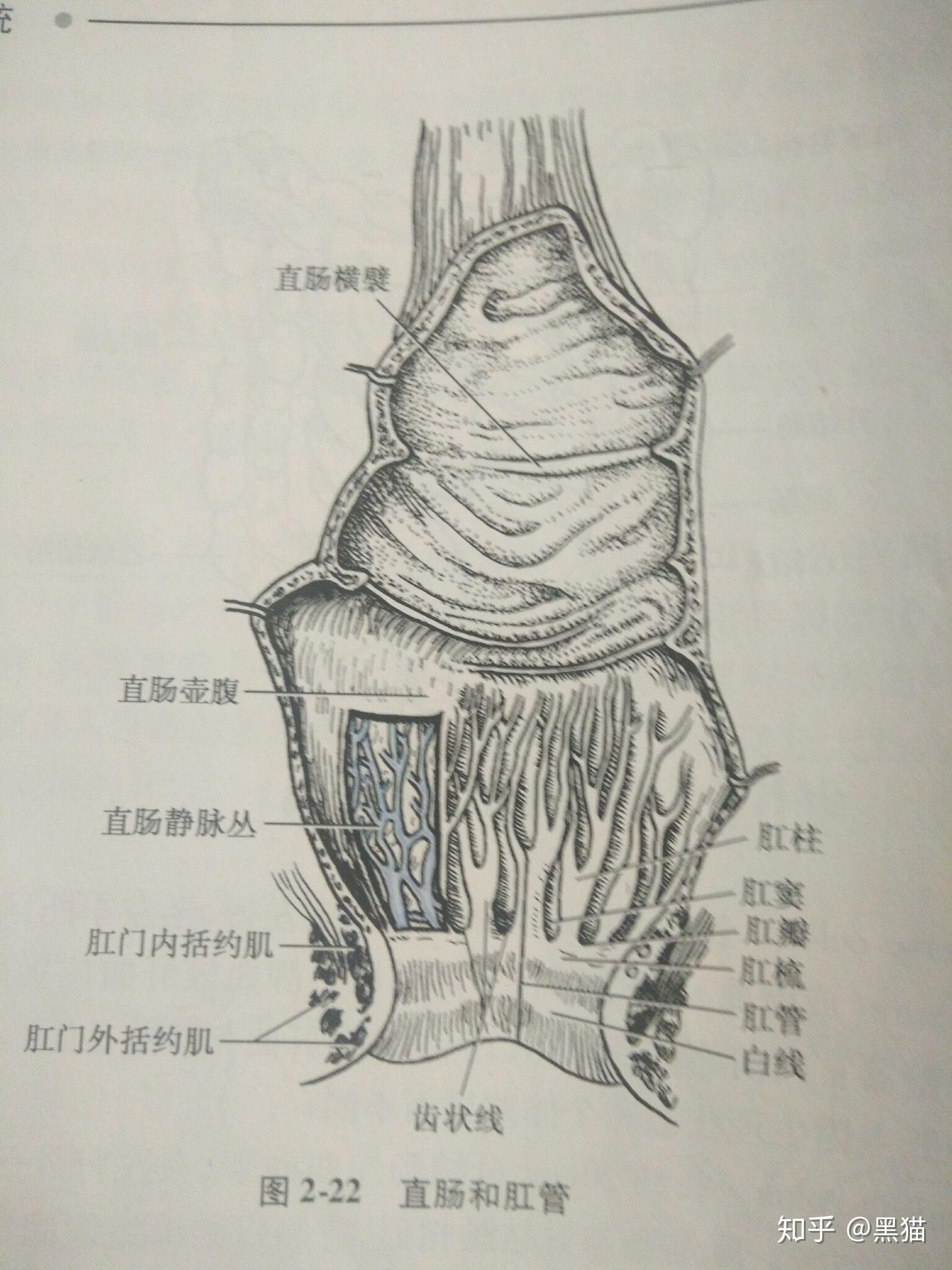 直肠不直为何叫直肠