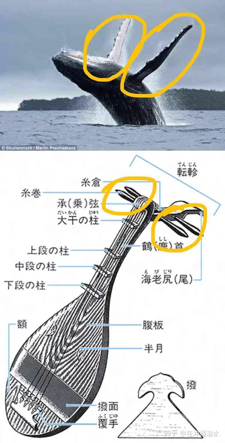 日本人为什么把座头鲸叫做座头鲸的真相大白