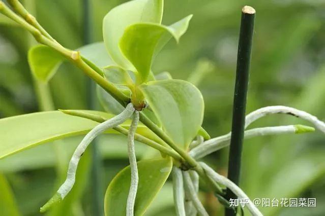 4种“泼辣花”,长出“气生根”,是好事,不用扦插,剪下来就活 - 知乎
