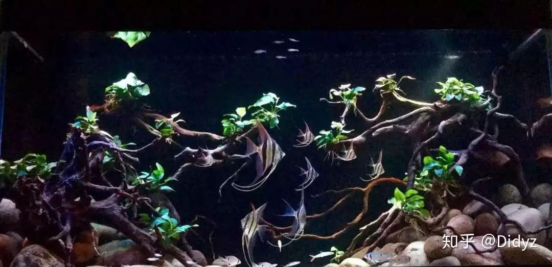 好看的鱼缸造景图片 v2-3b4abbbcd7b1d8e663f66981efaba466_r.jpg