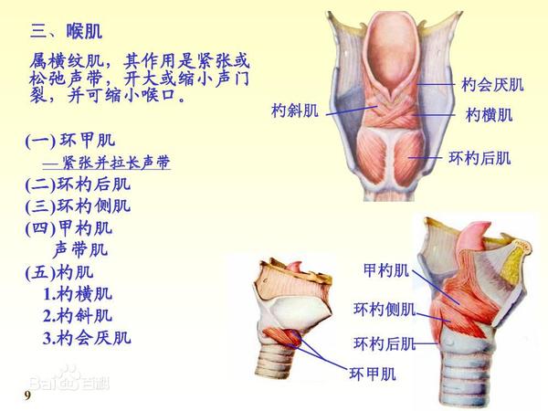 从《歌手》迪玛希的首场竞演谈声带的发声机制 - 知乎