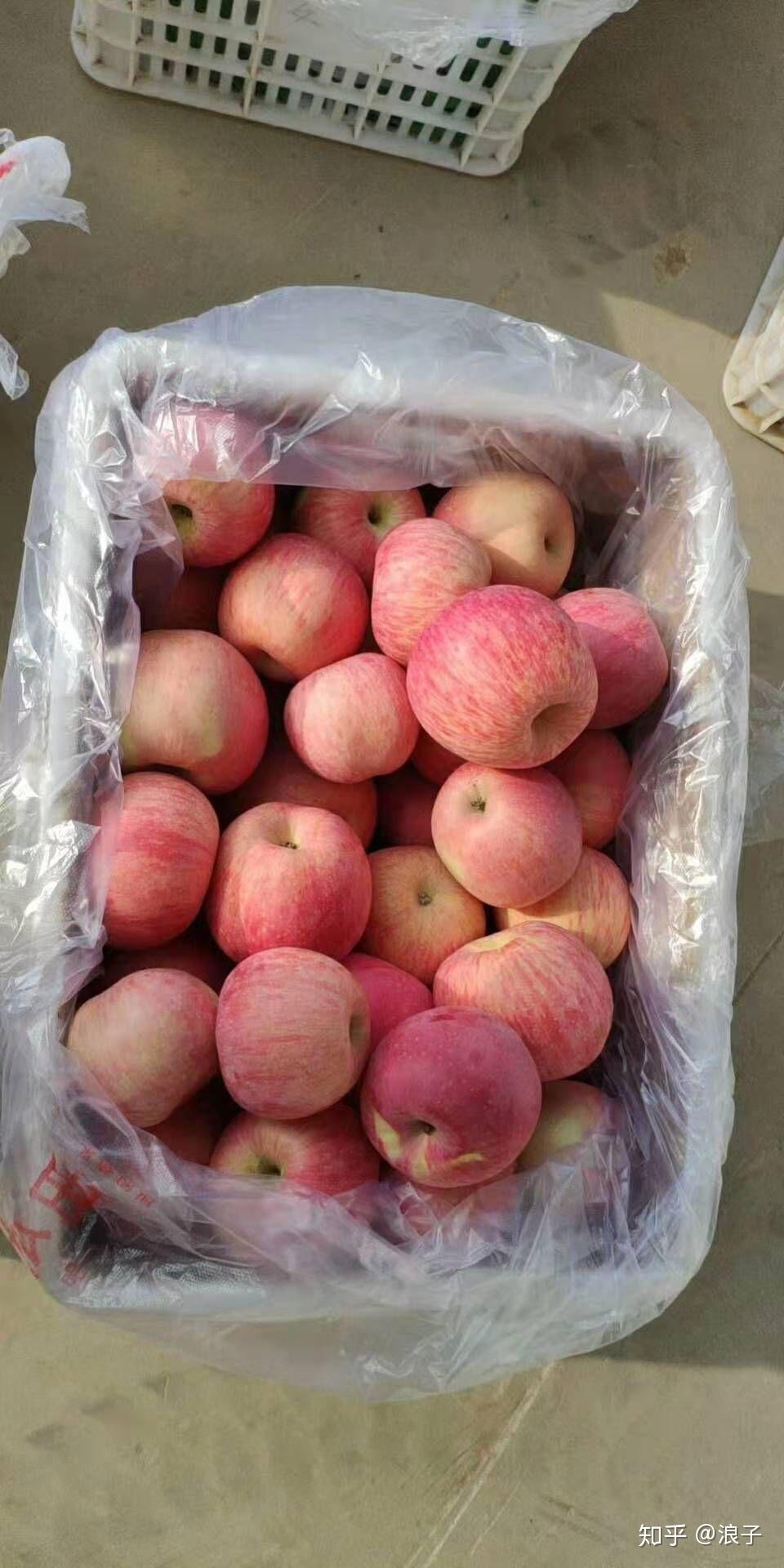 中国哪里的苹果最好吃?