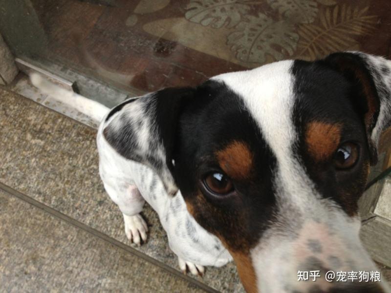 太仓小猎犬的6大优点,怪不得养过的人,都不想换狗了 - 知乎