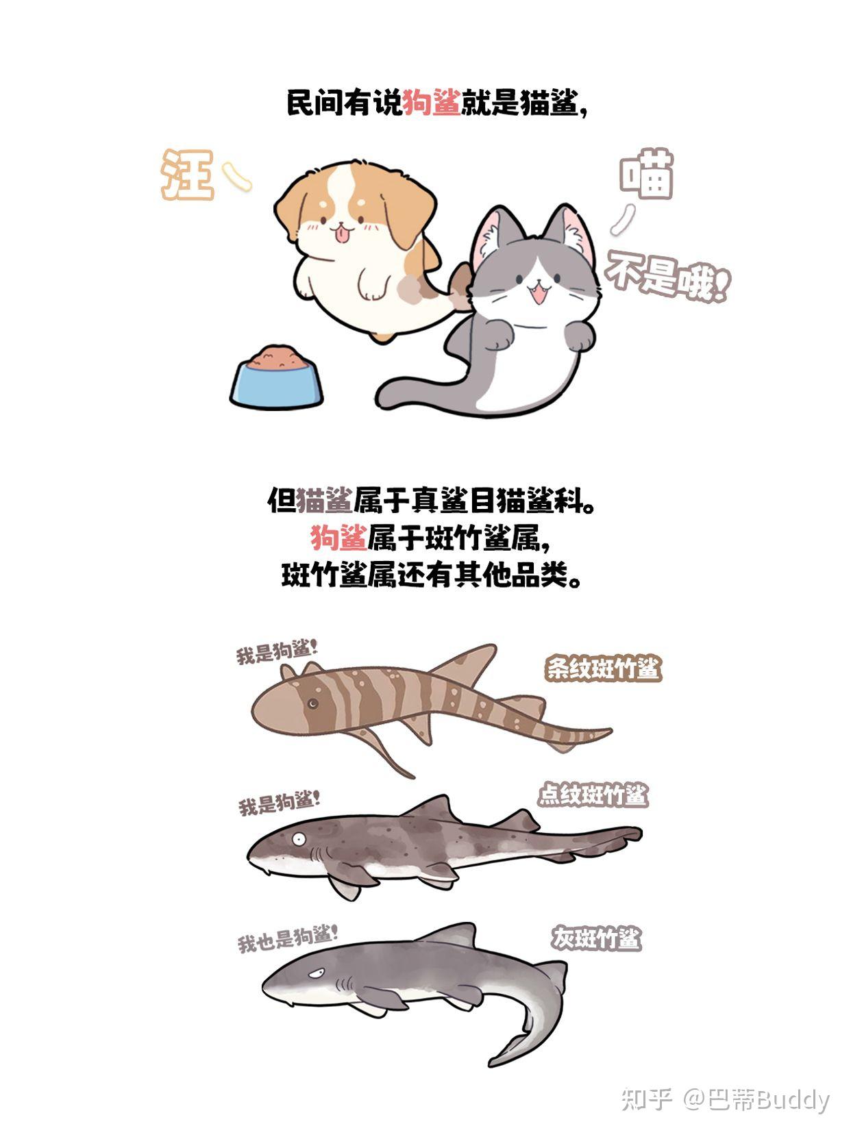 10后独居女生“猫狗双全”的快乐谁懂! - 知乎