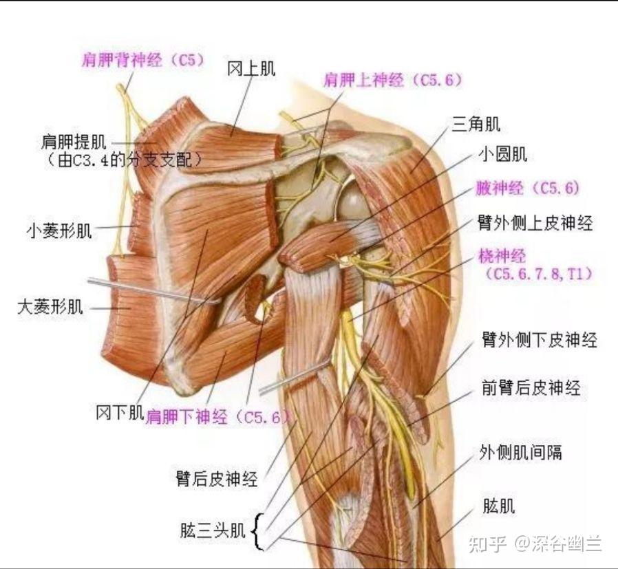 臂丛肌间沟最简单定位图片