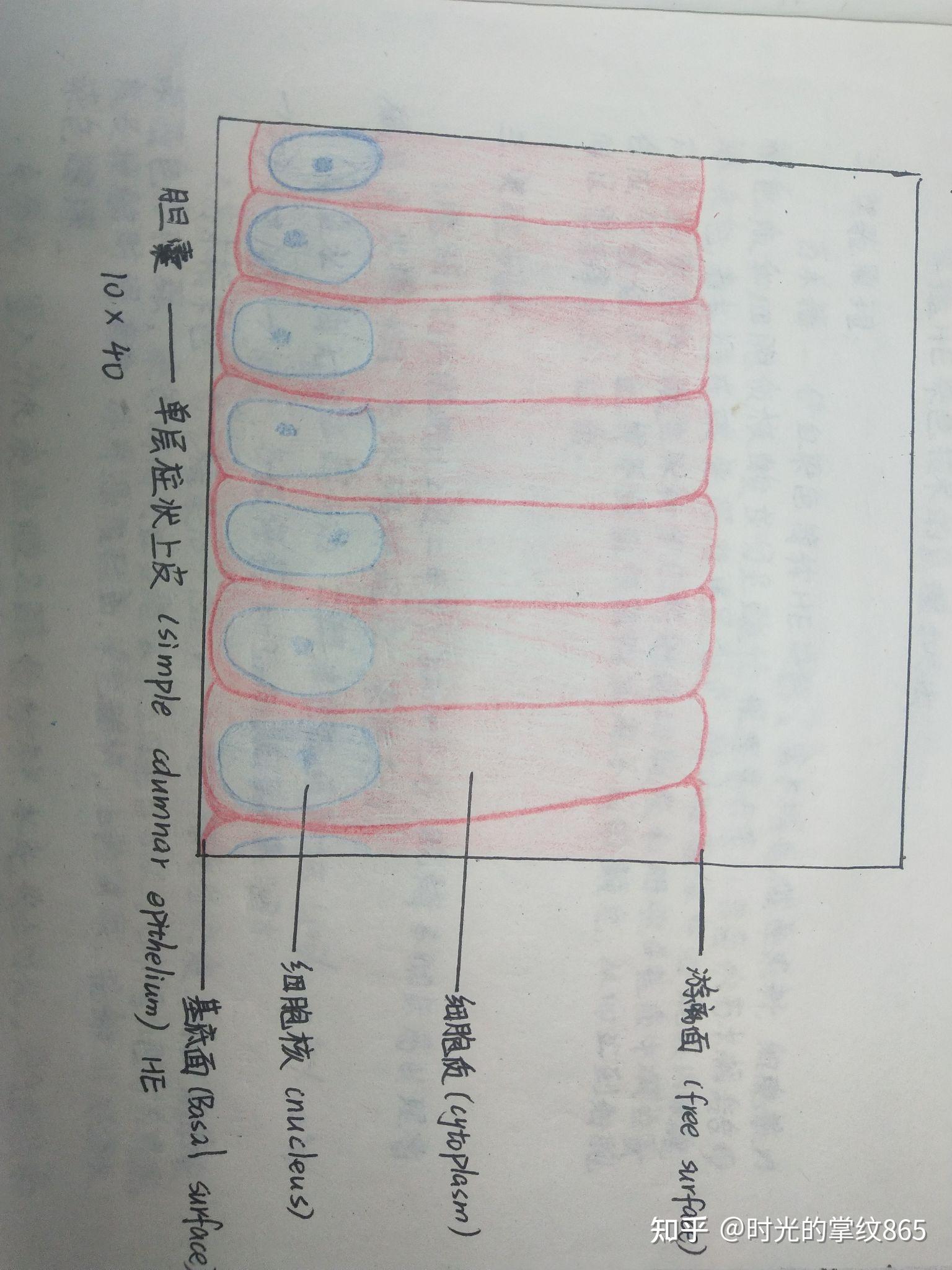 单层柱状上皮简笔画图片