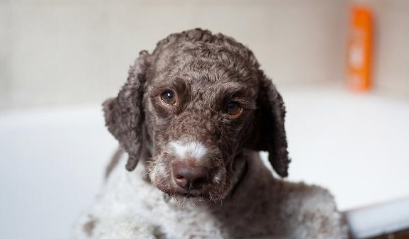 v2-3b5d43e15f887825e2aeaa43f1a89465_1440w.jpg?source=172ae18b