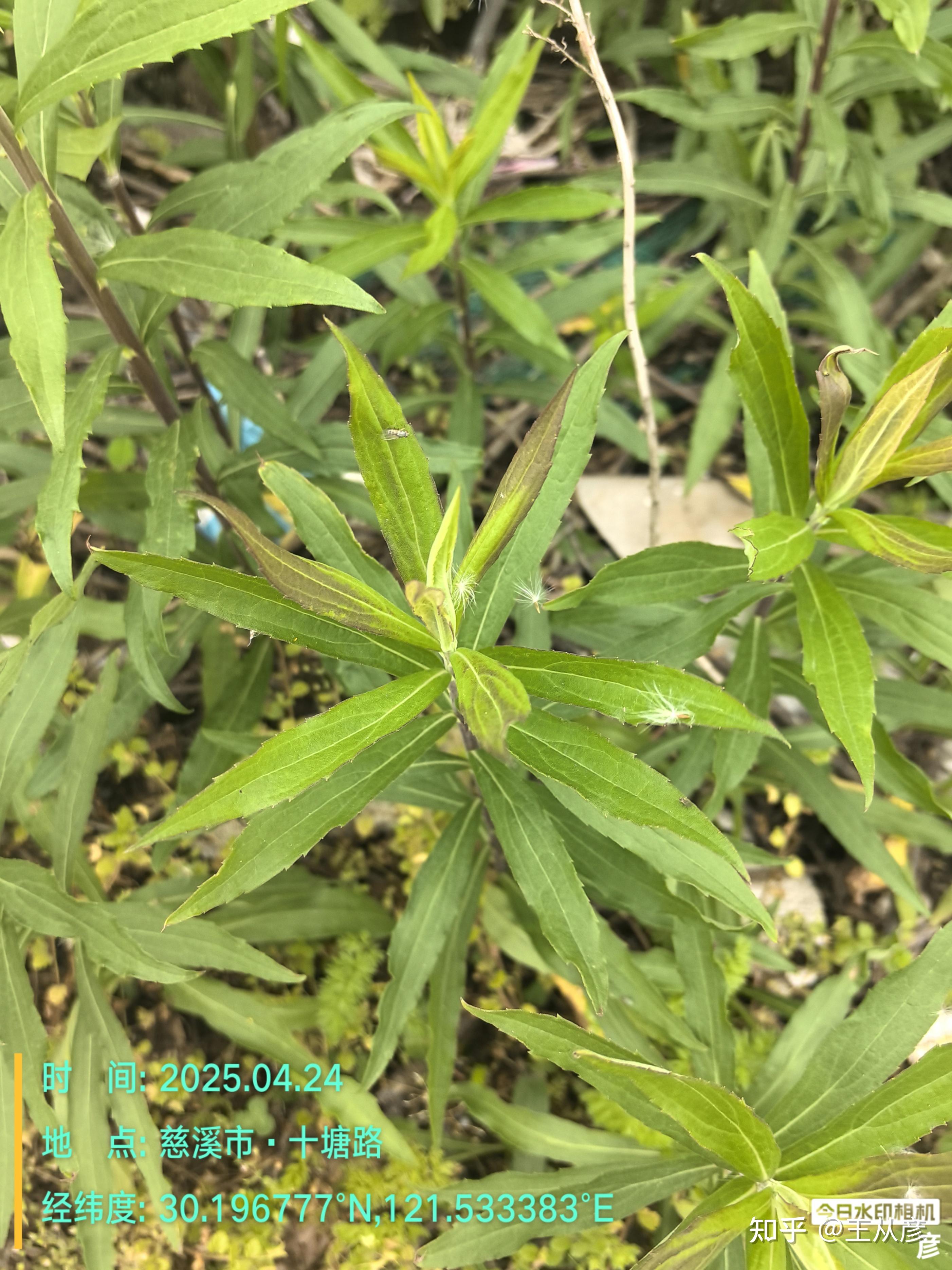 浪花有意千里雪 桃花无言一队春 一壶酒 一竿身 快活如侬有几人------宁波慈溪十塘路附近海滨的恶性入侵植物加拿大一枝黄花 - 知乎