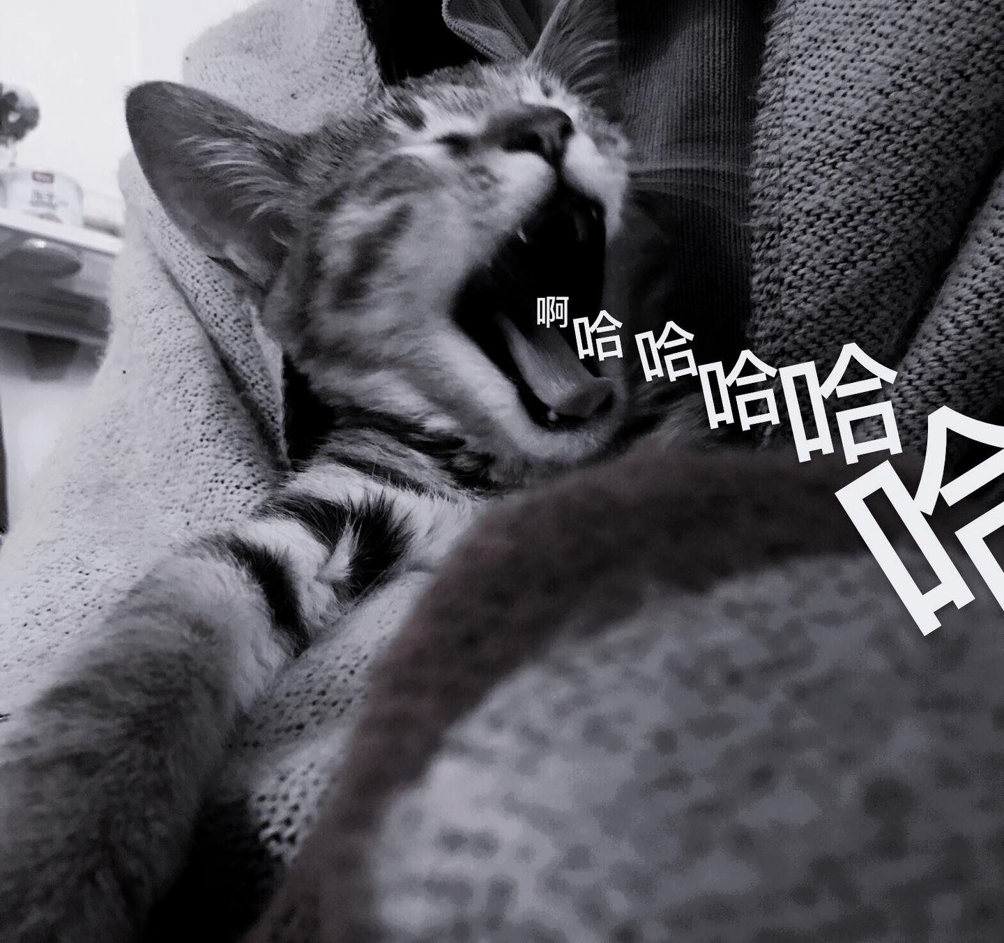 4月9日 胖虎走了 知乎