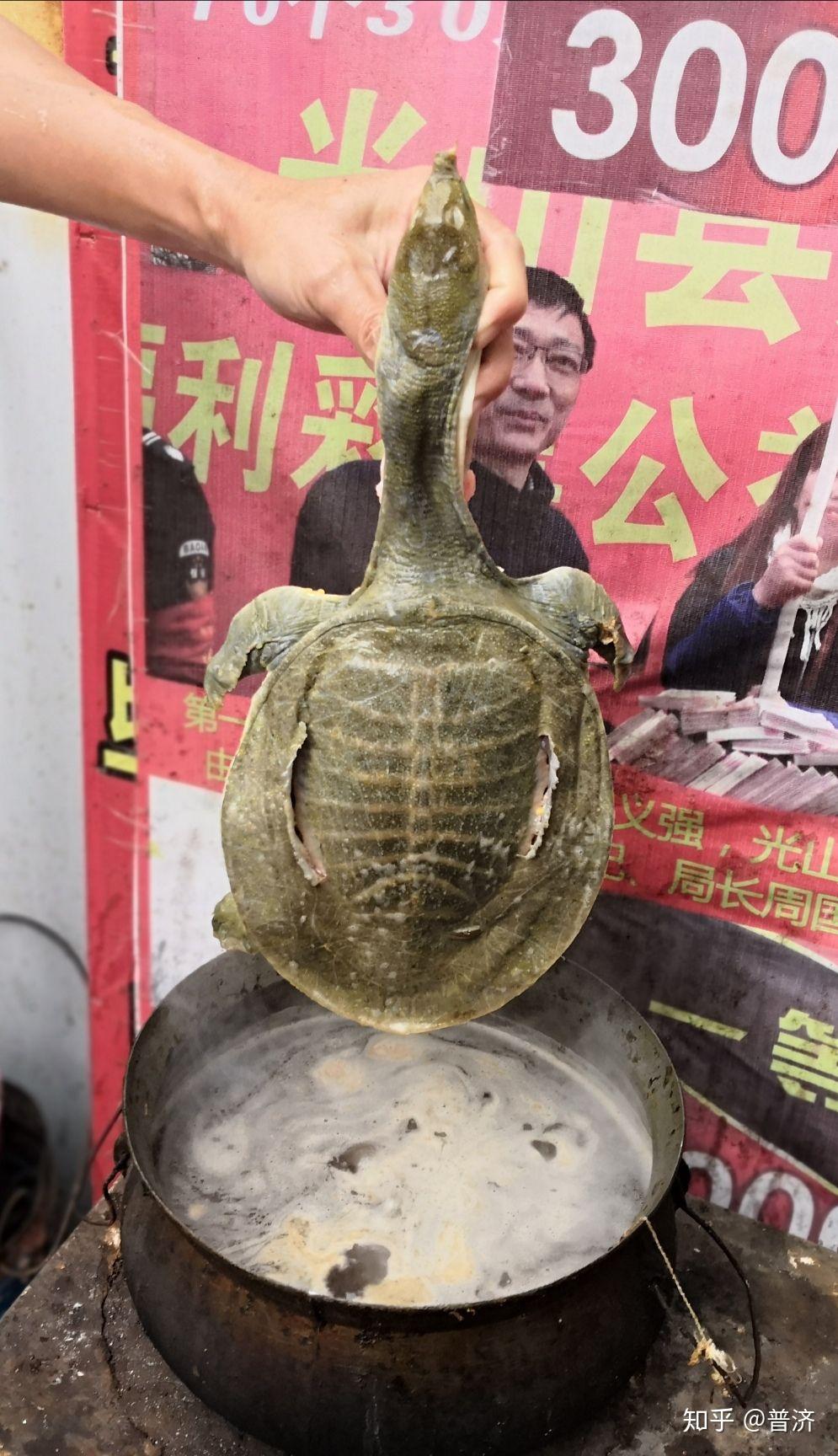 甲鱼的挑选是个技术活.