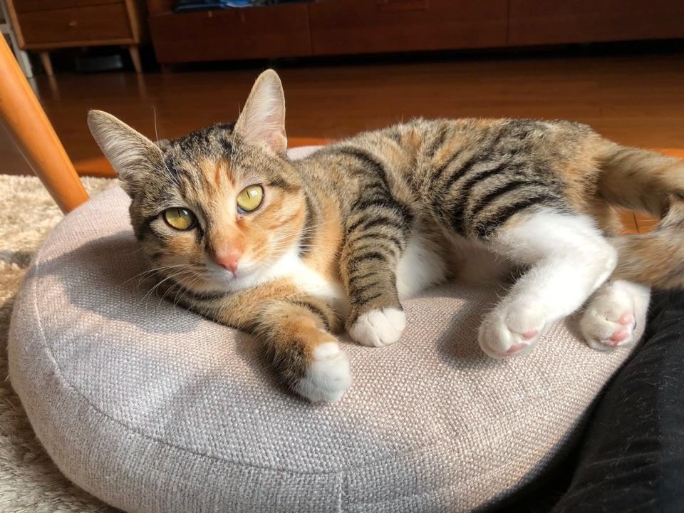 求推荐幼猫粮成猫粮,以及各种猫粮的月消费?