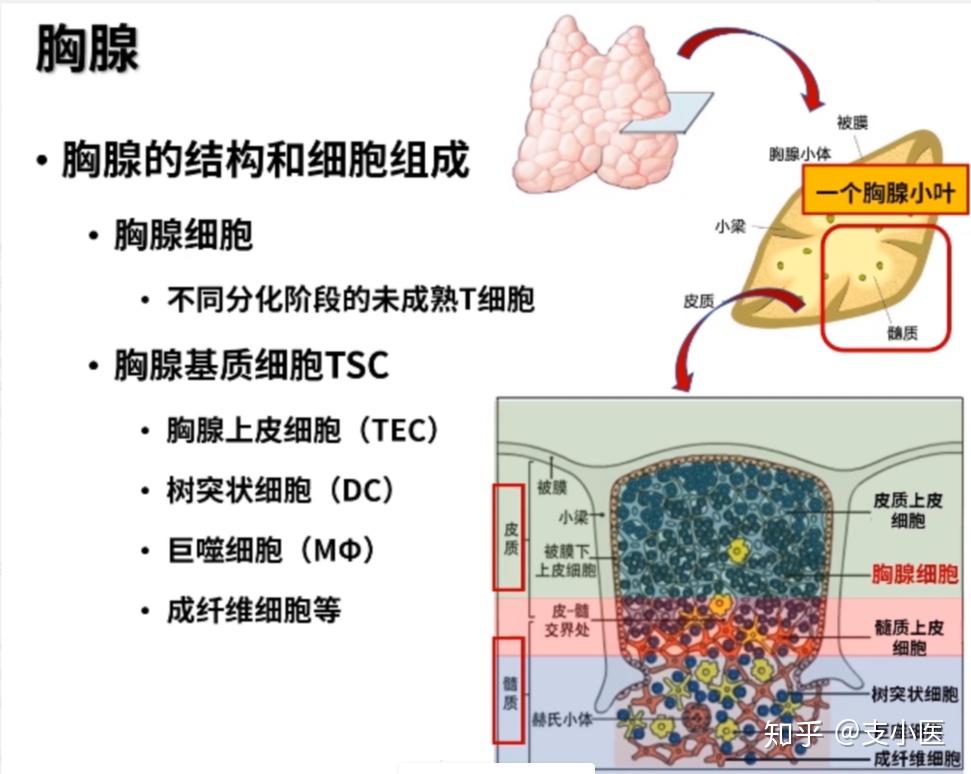 中枢免疫器官--胸腺和骨髓5 人赞同了该文章让学医变得有趣,且持续支