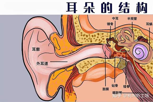 总的来说,耳聋分为三大类:传导性耳聋,感音神经性耳聋,混合性耳聋