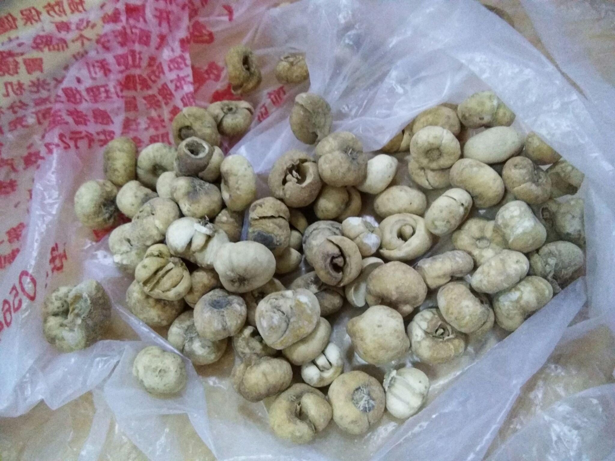 如何辨别川贝的真假