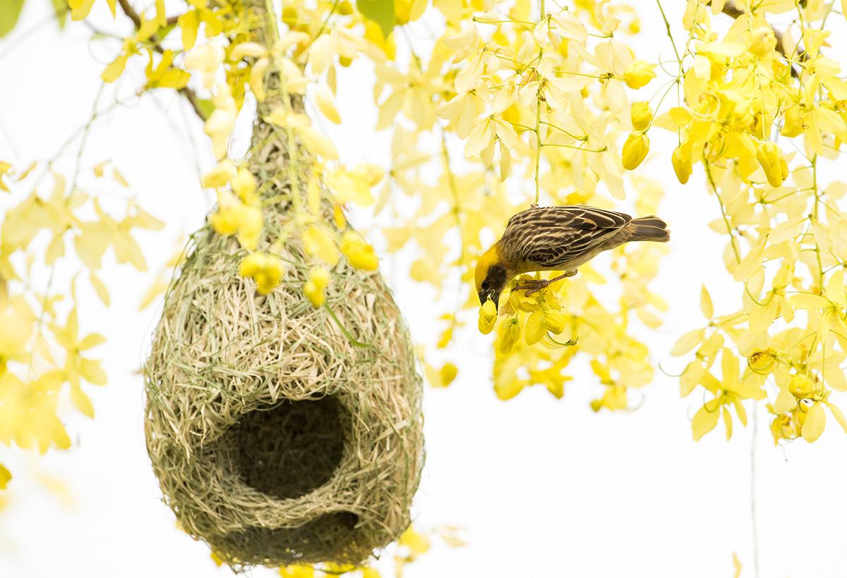 科学网—动物筑巢建穴的多样性 - 王从彦的博文
