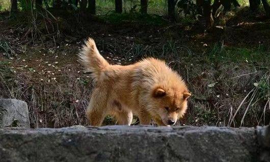 本犬纲目(中国本土狗品种大全) - 知乎