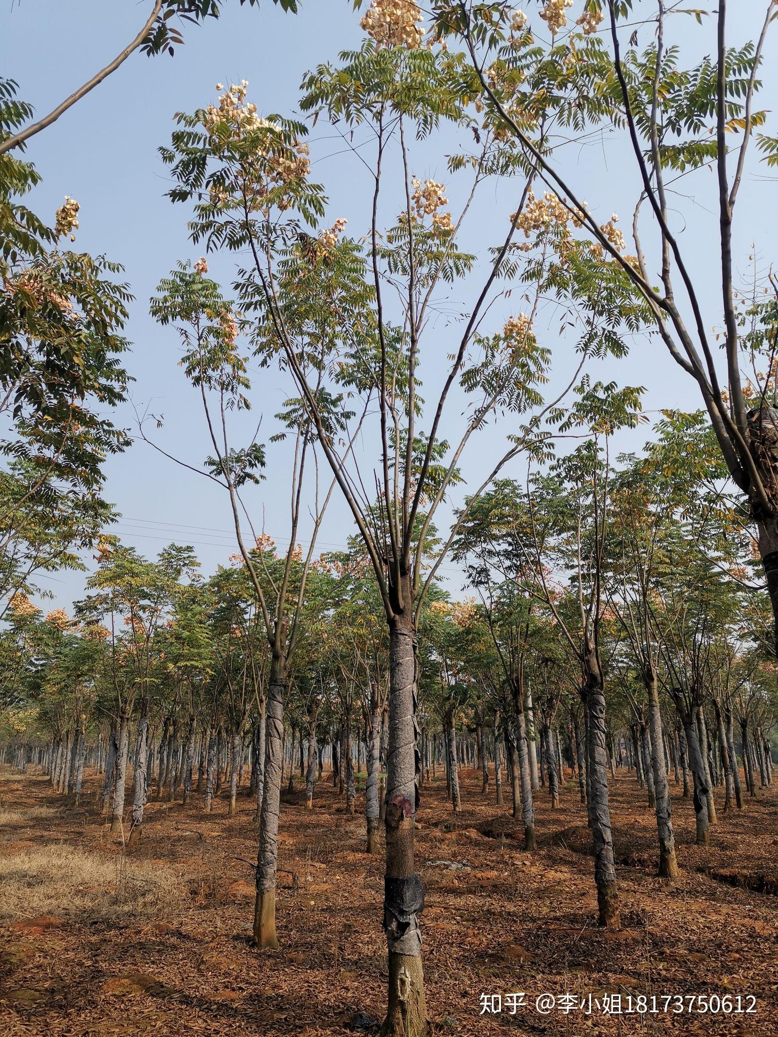 湖南益阳绿青苗木苗圃直供的栾树达到3米大冠幅苗圃移植几年苗