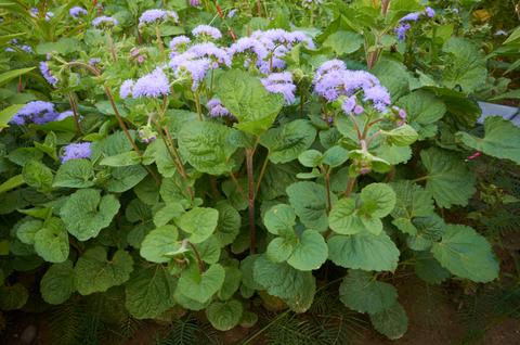 藿香薊(ageratum conyzoides),白花臭草熊耳草(ageratum houstonianum