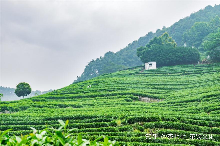 森林也能种茶?你见过嘛? - 知乎