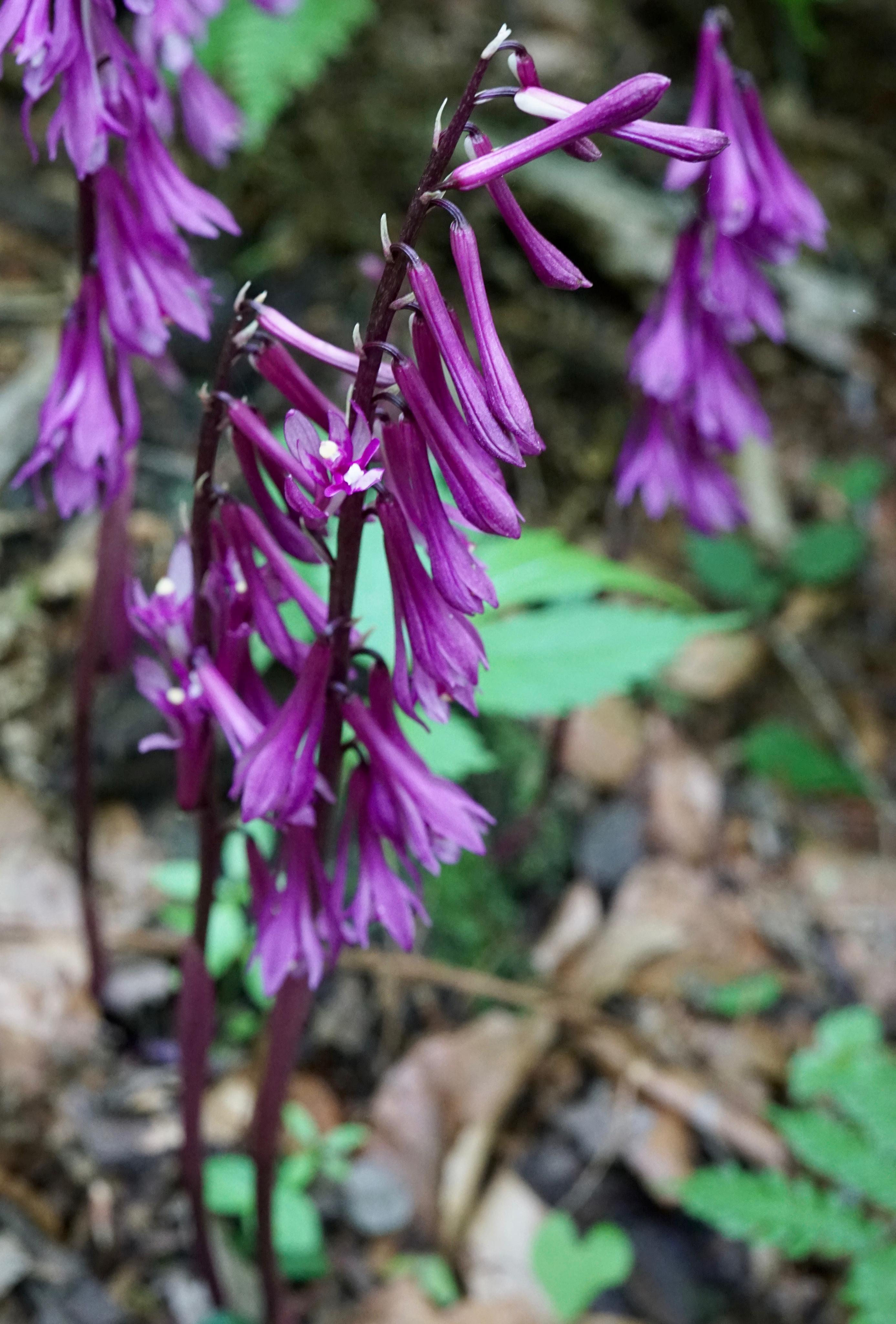 无叶杜鹃兰(cremastra aphylla)由于要赶傍晚最后一班回弘前的火车,我