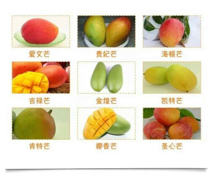 芒果都有哪些种类,哪种口味最好吃?