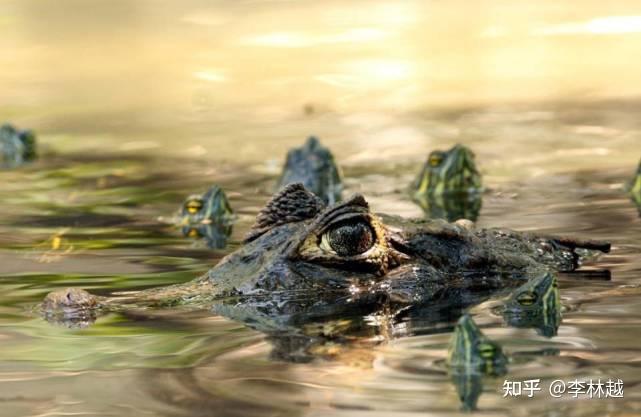 冬眠的鳄鱼被冻住还能活吗