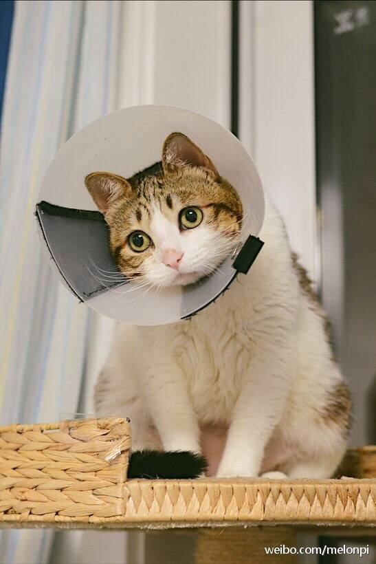 云养猫是什么样的体验? - 知乎