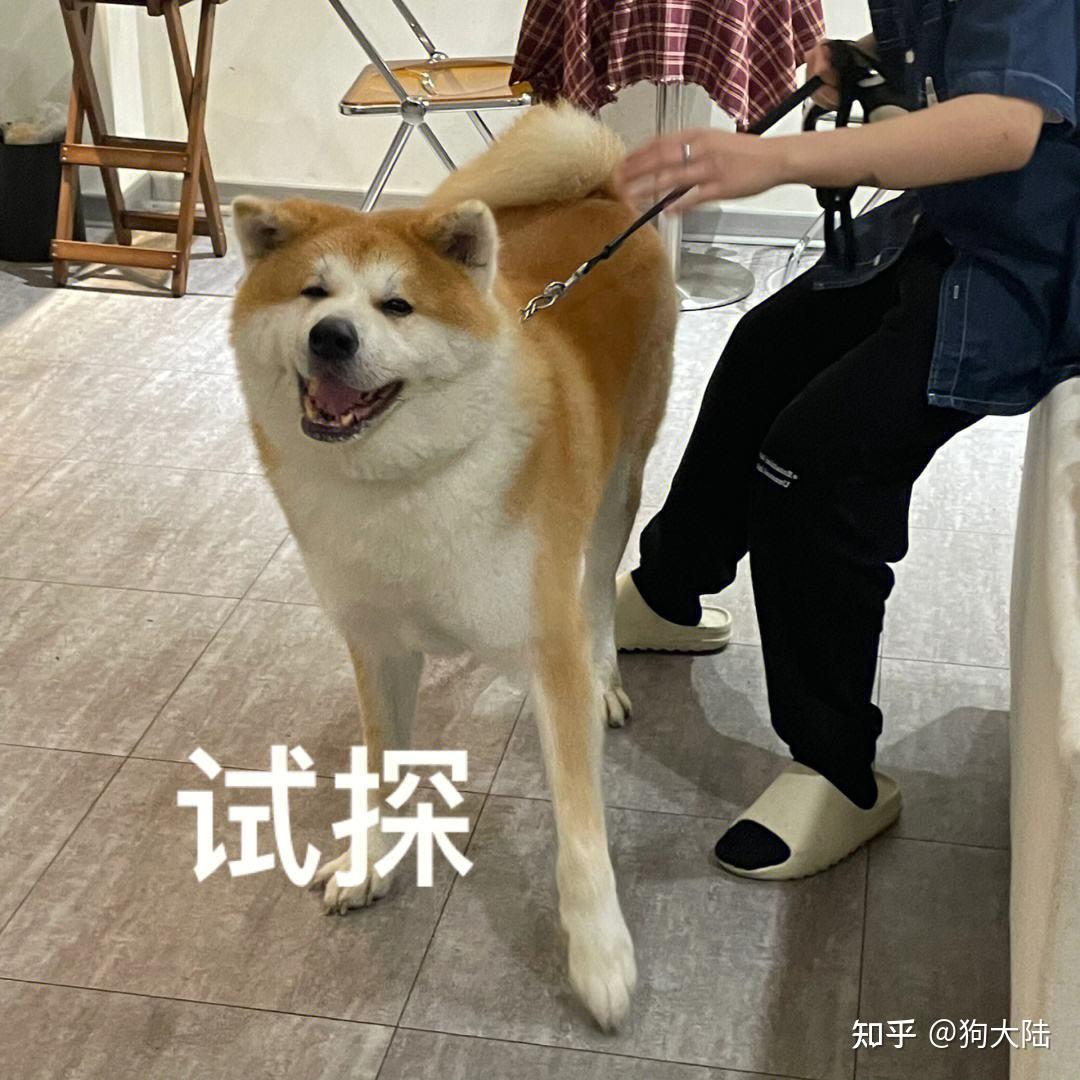 这5种狗狗是"社恐天菜",安静不扰民,养了不后悔! - 知乎