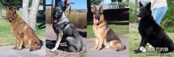 德国牧羊犬的毛色介绍 德牧毛色大全 知乎