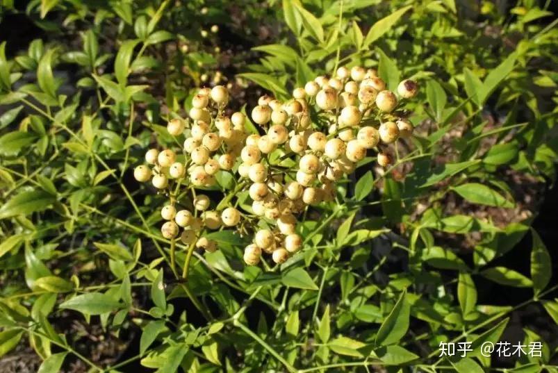 盆景“十八学士”之南天竹的种类鉴赏 - 知乎