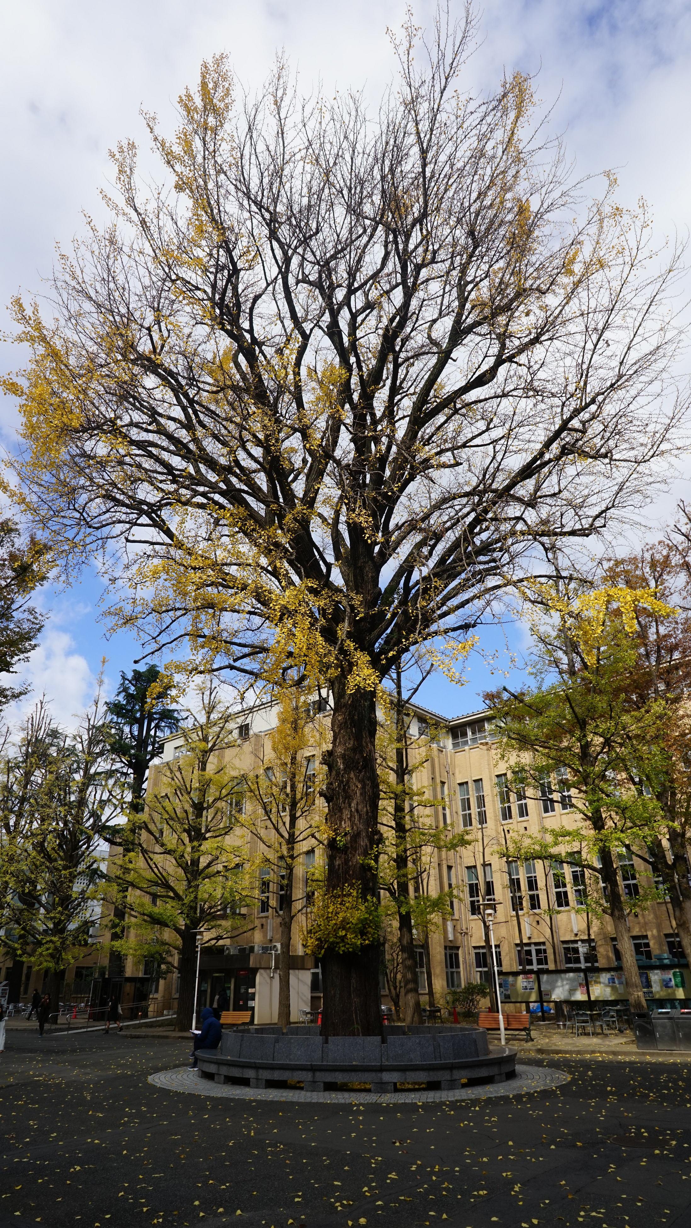 日本名校图鉴——东京大学、庆应大学与早稻田大学 - 知乎