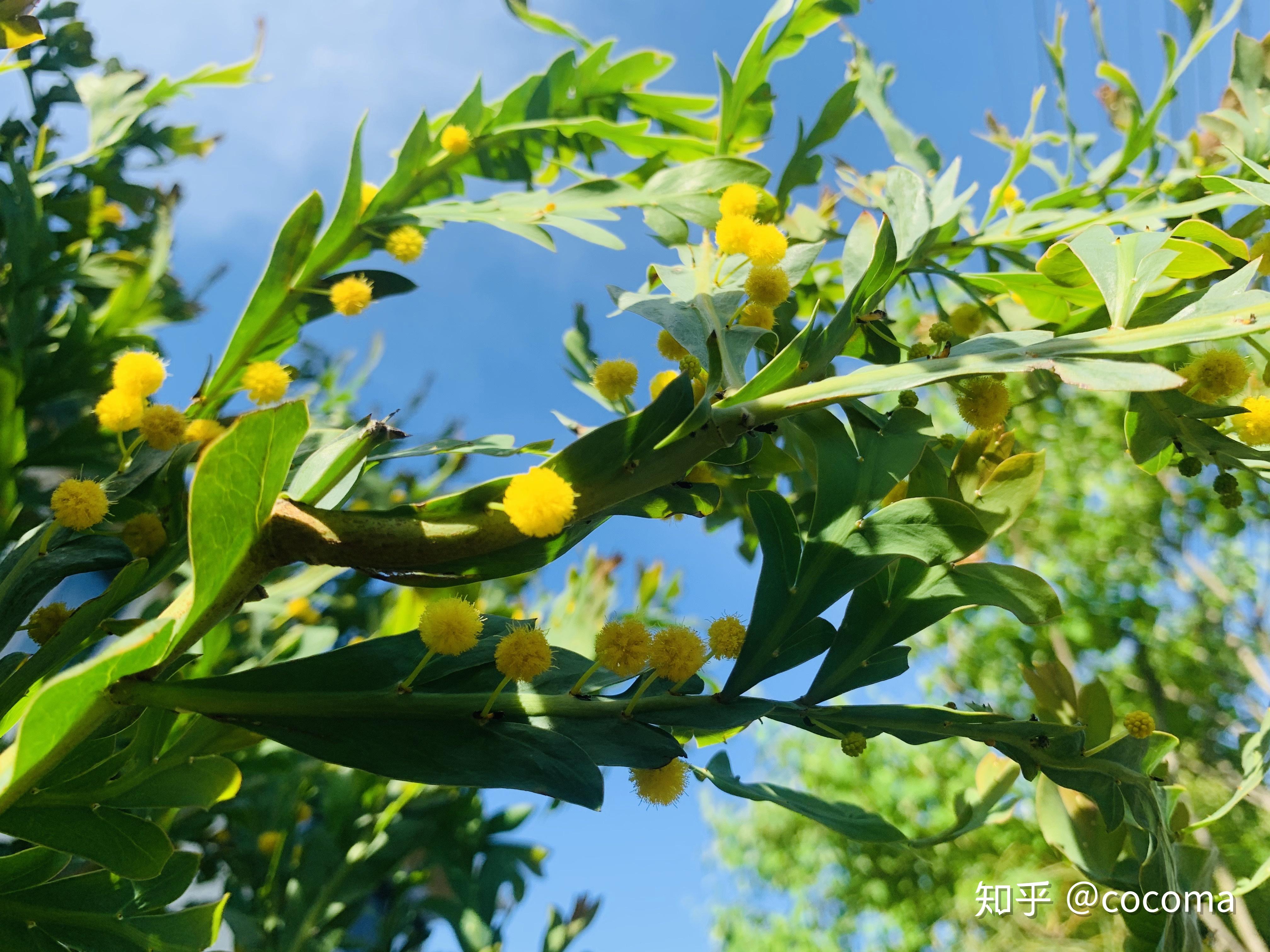 金合欢属中一款有趣又可爱的稀少植物
