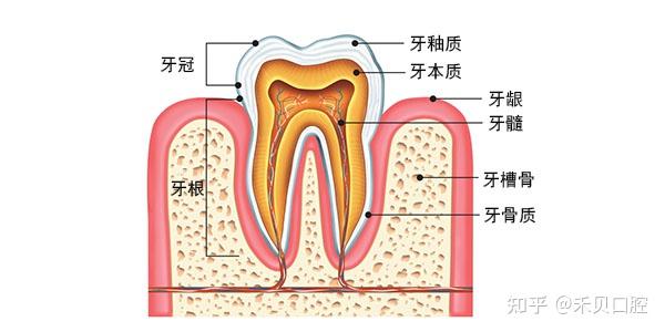 牙周袋是什么?该如何治疗牙周袋? - 知乎