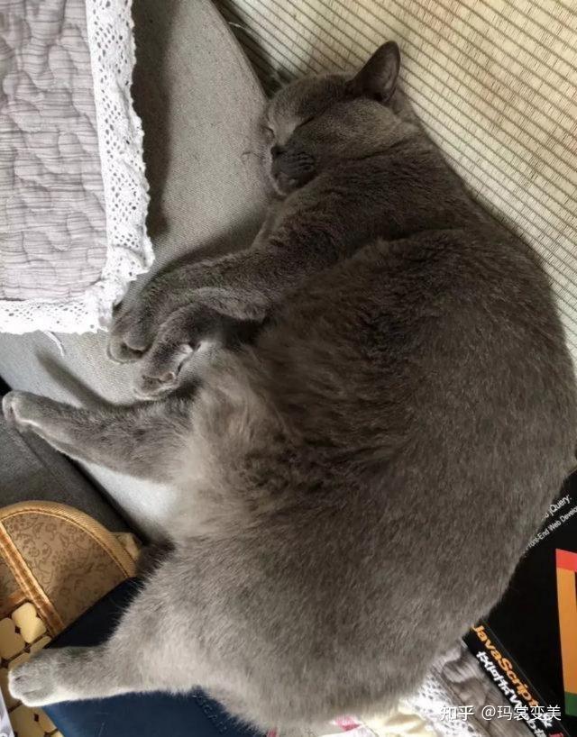 猫咪吃什么容易长大 v2-3c13f3e143a9f8f4f0a9f4ccd8dc73a2_r.jpg