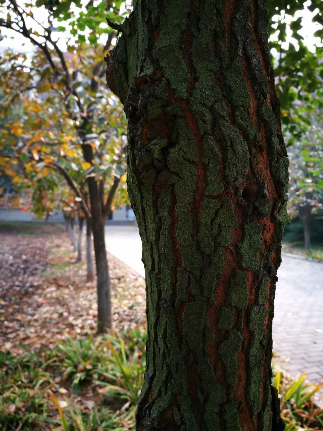 如何看待华为mate10pro在DXO上静态拍照评分