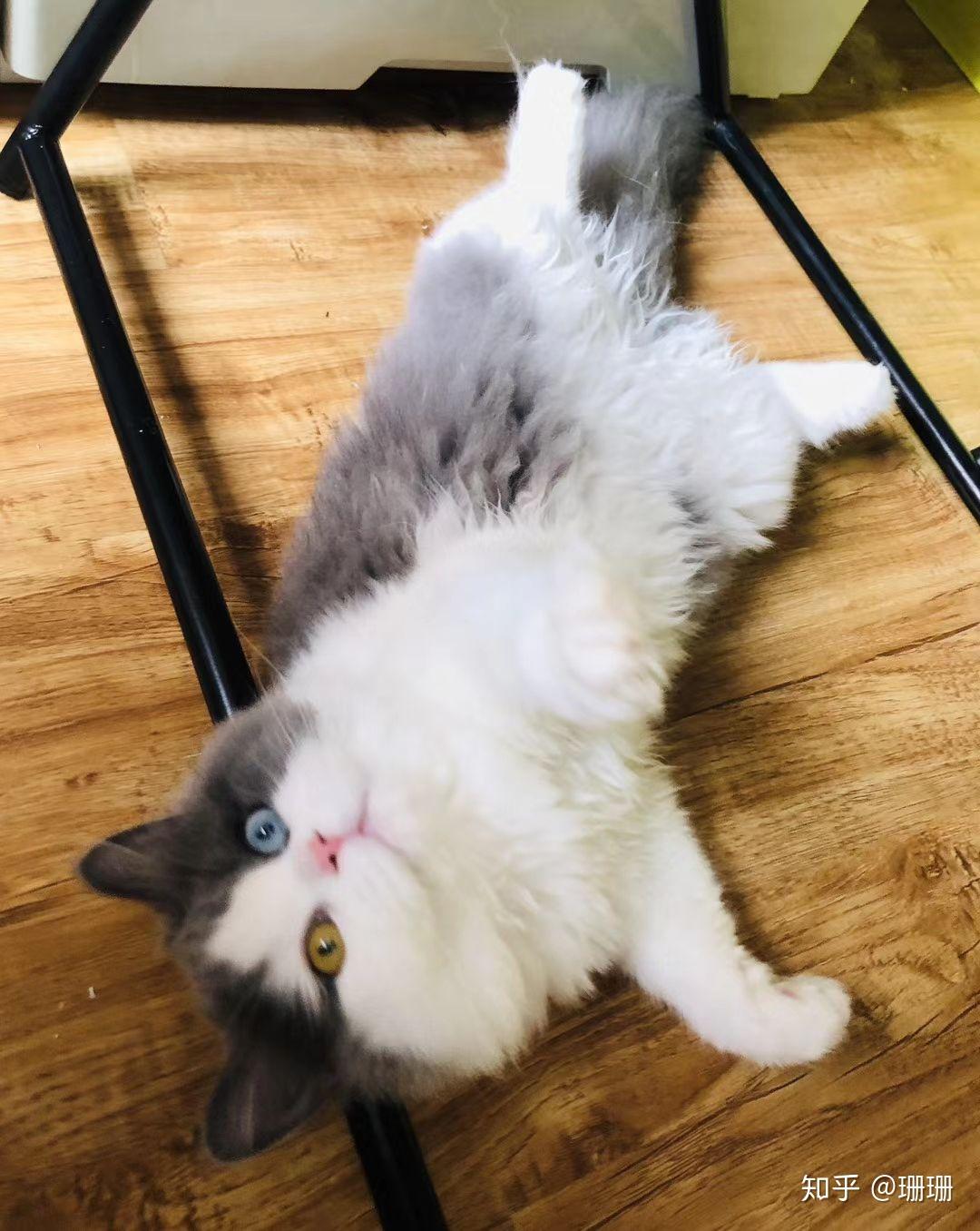 有人试过布偶猫和蓝猫配种的吗