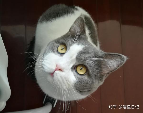 自从养了猫以后 我时时刻刻都生活在喵星人的监控下 真可怕 知乎