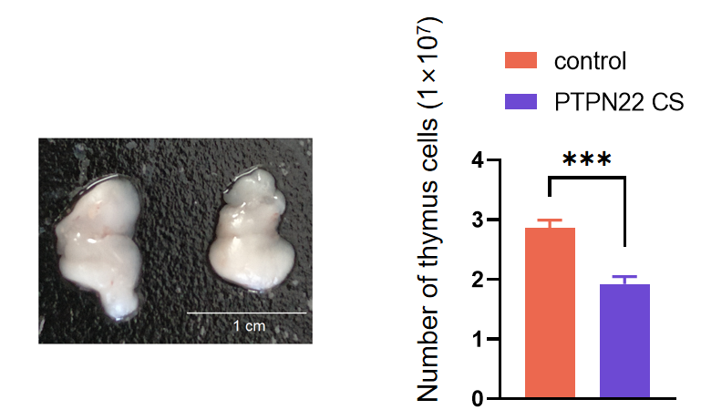 ptpn22 調控胸腺發育該課題組首次構建了ptpn22 cs小鼠模型.